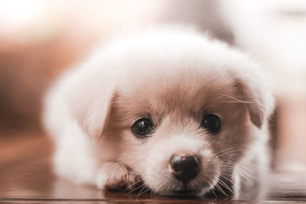 Daycare vs. Dog Park: Which is the Better Choice for Your Pup?