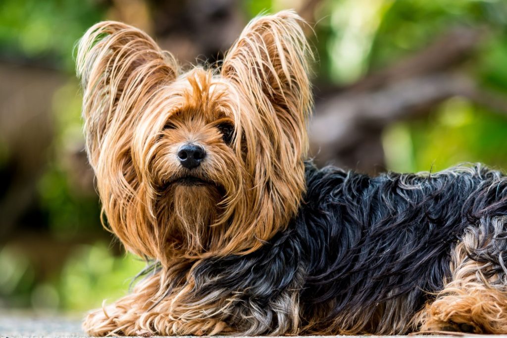 Is Doggy Daycare Right for Your Pup? Signs Your Dog Would Love It