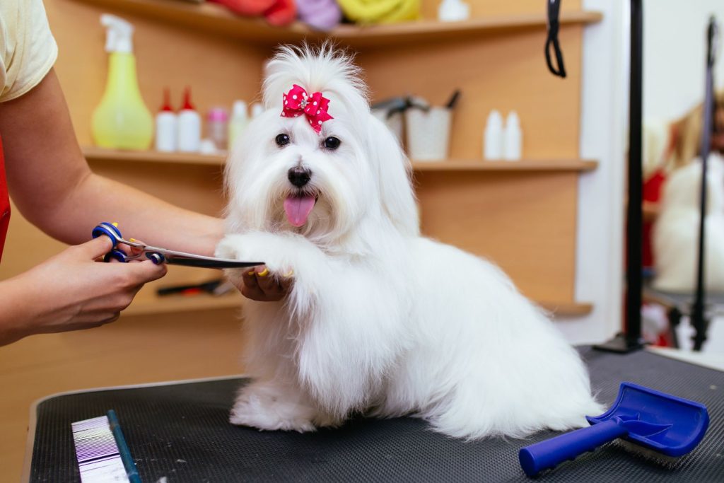 Common Dog Grooming Mistakes Pet Owners Make (And How to Avoid Them)