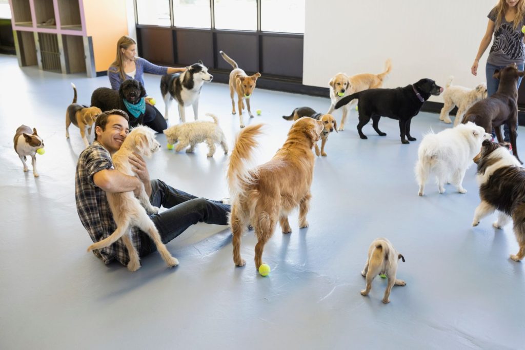 Safety First: How We Ensure a Secure and Fun Doggy Daycare Experience