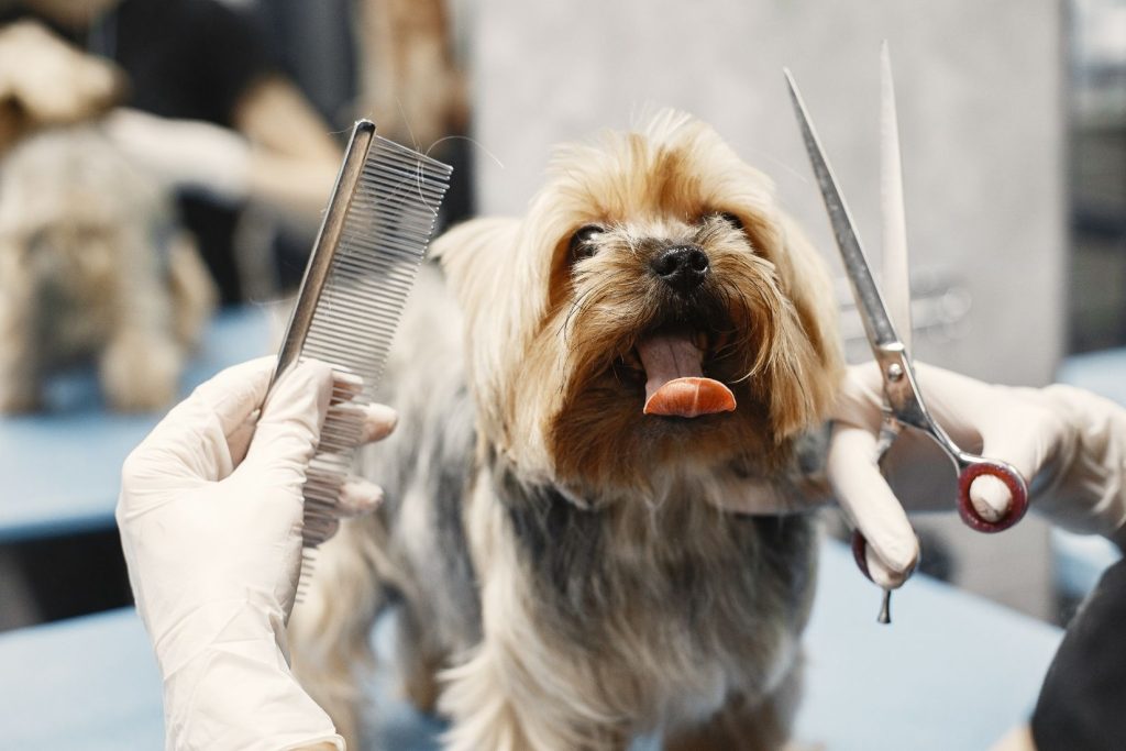The Benefits of Professional Dog Grooming vs. At-Home Grooming