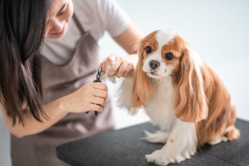 The Benefits of Regular Dog Grooming for Your Pup’s Health