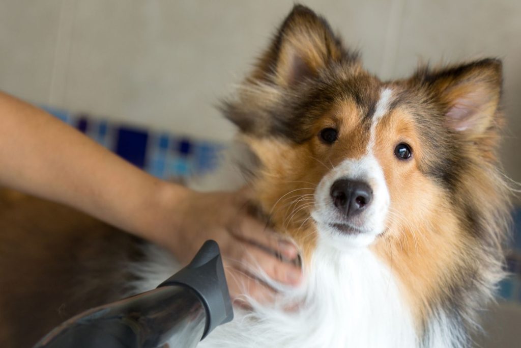 The Best Grooming Routine for Your Dog’s Coat Type