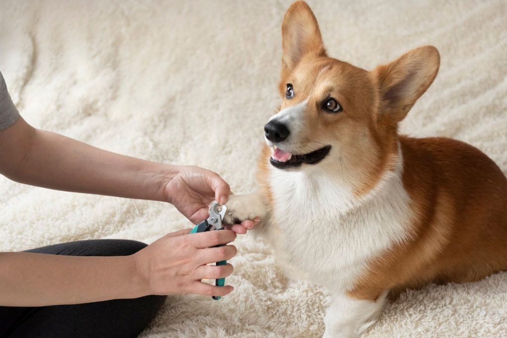 The Importance of Nail Trimming and Paw Care for Your Dog’s Health