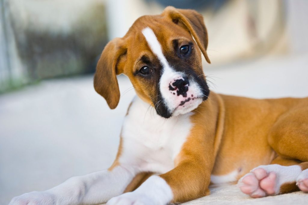 The Top Breeds That Thrive in Doggy Daycare (And Those That Might Not)