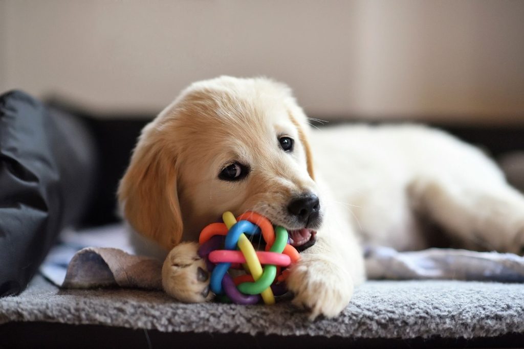 The Ultimate Guide to Keeping Your Dog Clean and Hygienic