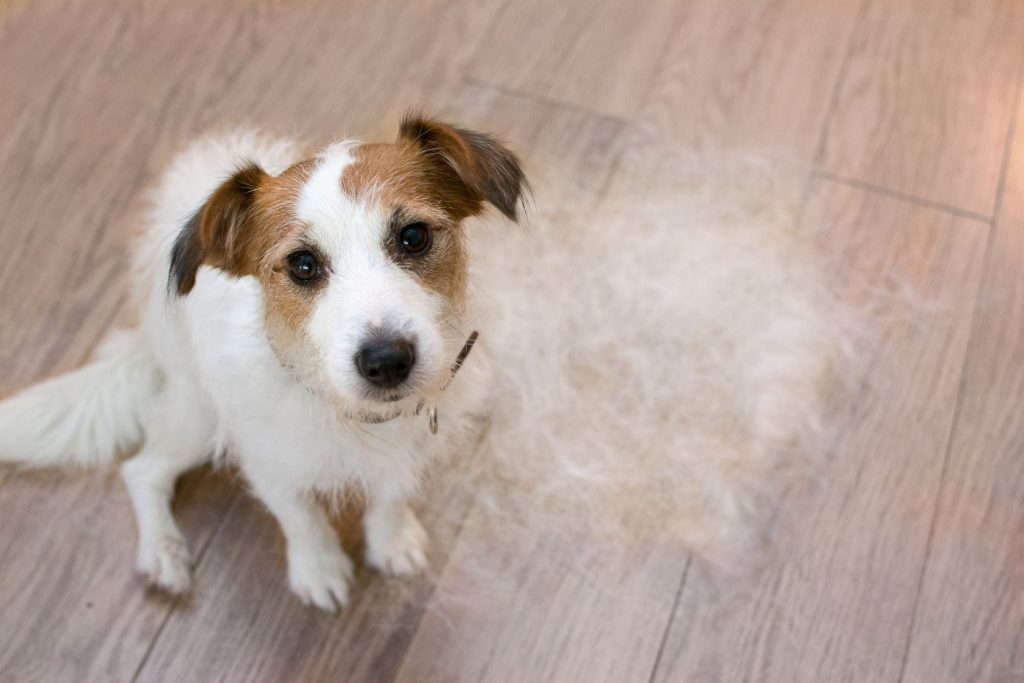 Dealing with Shedding: Grooming Tips to Keep Your Home Fur-Free