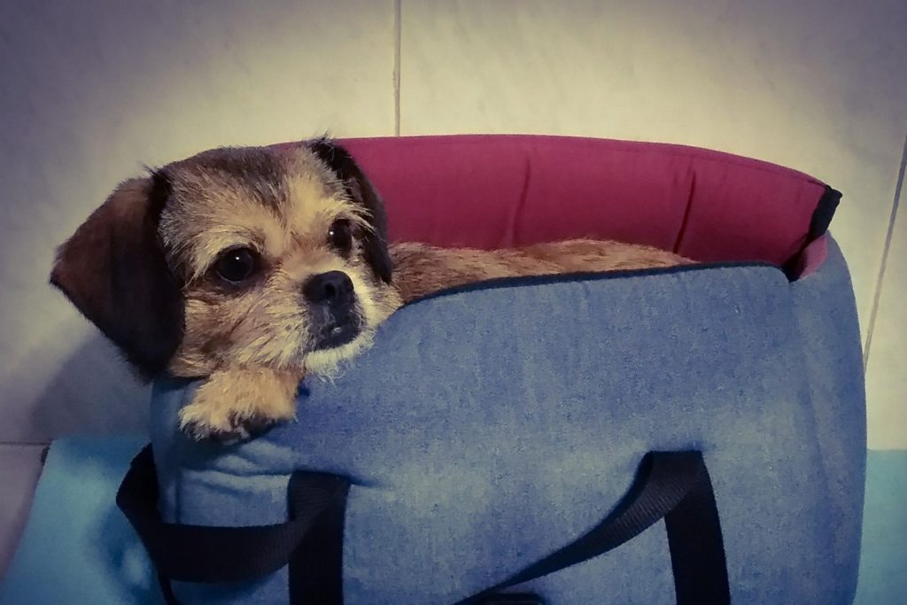 What to Pack for Doggy Daycare: A Checklist for Pet Parents