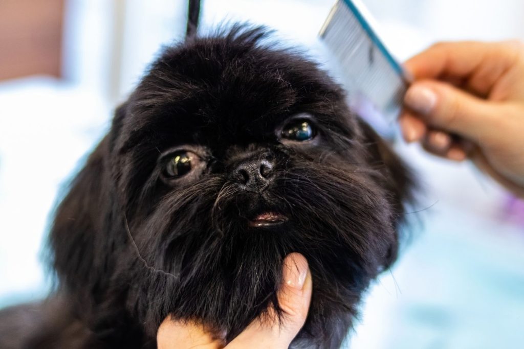 Spa Day for Pups: The Benefits of Doggy Massages and Aromatherapy