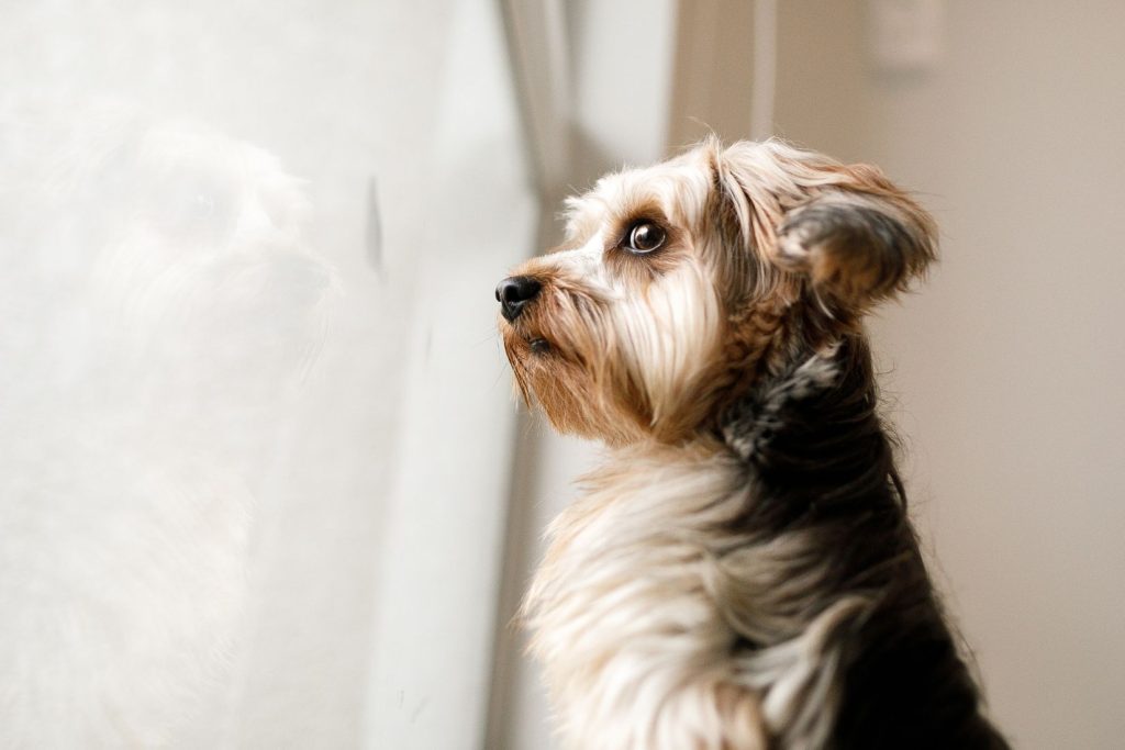 How Doggy Daycare Helps with Separation Anxiety in Dogs