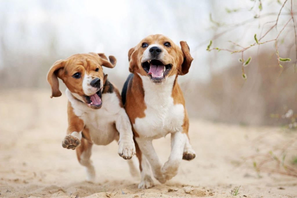 How Doggy Daycare Improves Your Dog’s Social Skills and Behavior