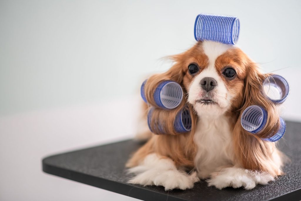 How Often Should You Groom Your Dog? A Guide by Breed