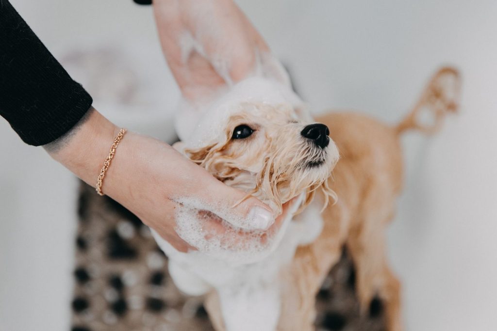 How to Choose the Right Shampoo and Conditioner for Your Dog