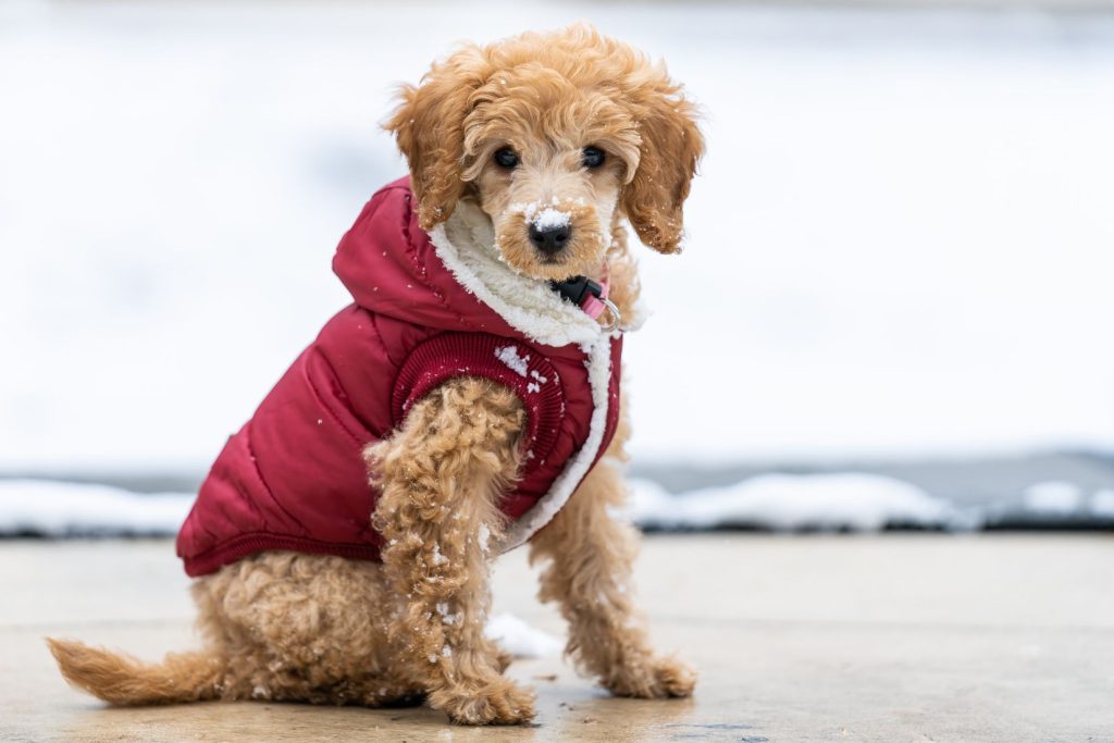 How to Keep Your Dog Warm and Healthy During Winter