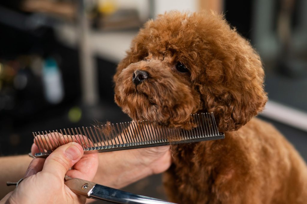 How to Keep Your Dog’s Fur Tangle-Free Between Grooming Appointments